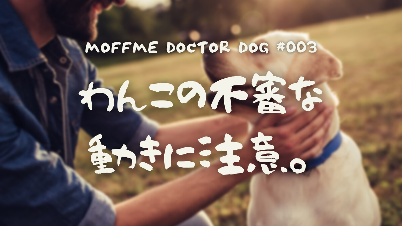 【MOFFME DOCTOR DOG】他人にオシッコをかけてしまう。どう直せばいいの？のサムネイル画像